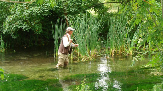 The Bourne Rivulet, Hampshire, Dry Fly fFshing